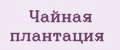 Чайная Плантация