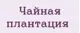 Чайная Плантация
